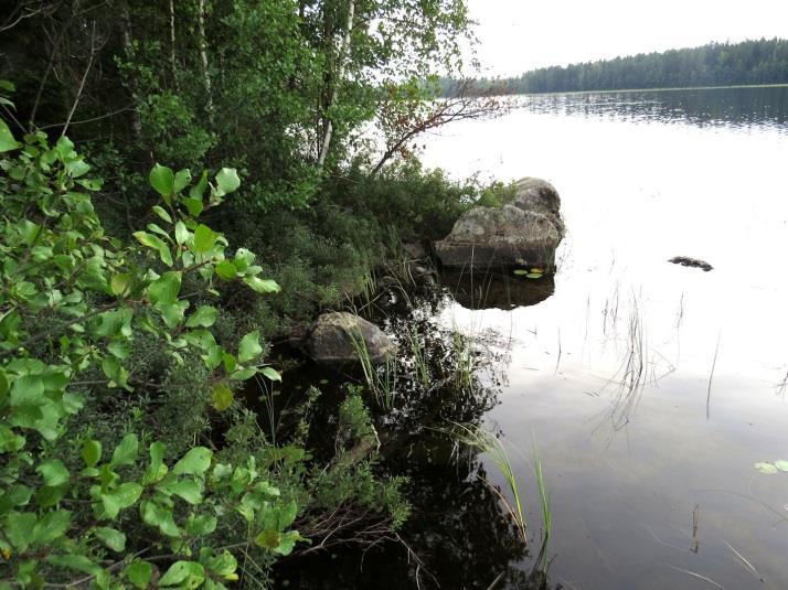 Kangasmetsän lajisto todettiin monipuoliseksi mutta tavanomaiseksi tuoreiden ja lehtomaisten kankaiden lajistoksi. Kosteammilla paikoilla oli todettavissa runsaasti hiirenporrasta.