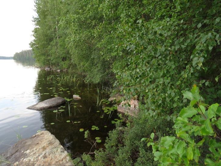 Liito-oravaa, merkkejä liito-oravan oleskelusta alueella tai liitooravalle soveliasta elinympäristöä ei todettu täydennyskohteilla tai niiden välittömässä läheisyydessä. Kuva 7.