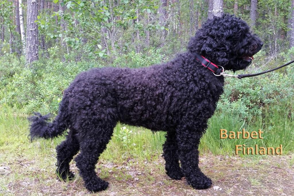 BARBET