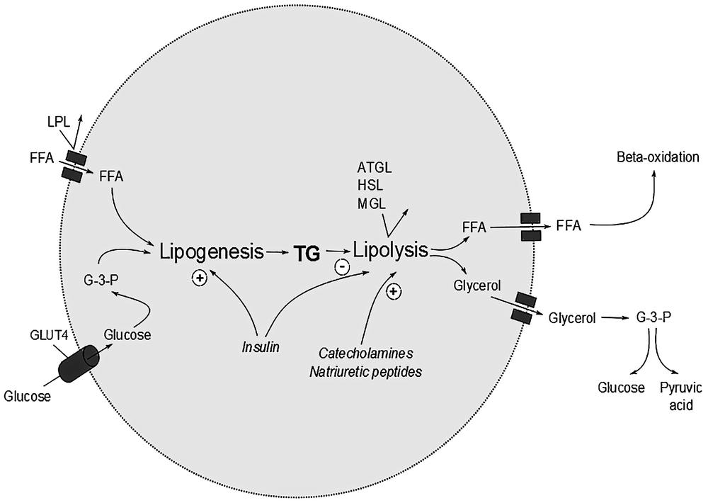 18 Review of the Literature which serially removes two carbon fragments from the fatty acid side chain and produces acetyl coenzyme A, which is further degraded to ATP in the Krebs cycle.