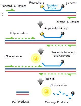 Fluoresoiva aine PCR:n etualuke Polymerisaatio Fluoresenssi PCR-tuotteet TaqMankoetin Monistamistesti Kuva 1.