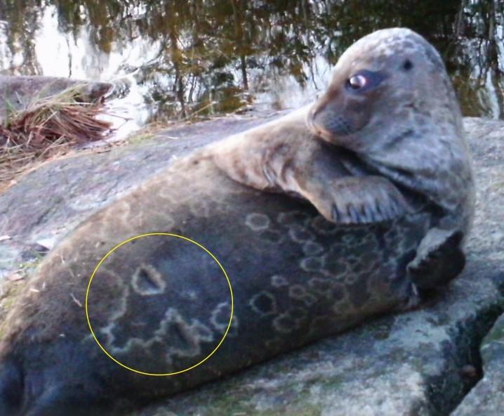 kuvioinnin silmämääräiseen tarkasteluun ainakin kolmelta eri alueelta, mutta myös vatsan ja selän