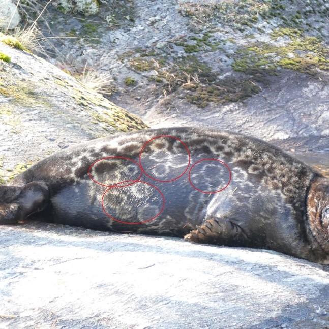Sukupuolen merkit ympyröitynä kuvista.