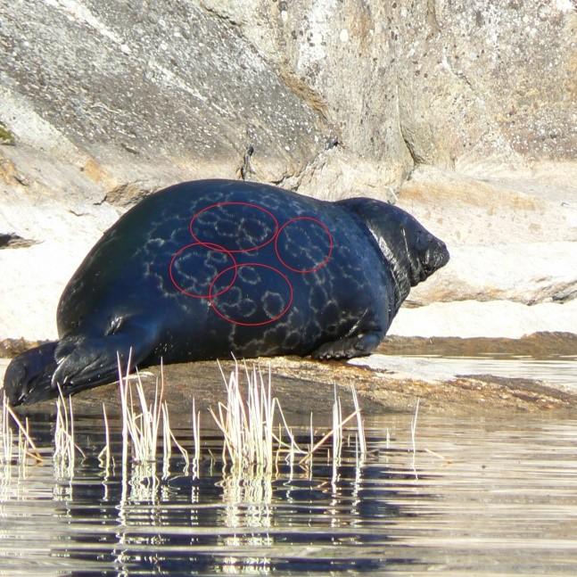 oikealla vuona 2013 (Kuvaaja: Olli Lyijynen) kuvattuna.
