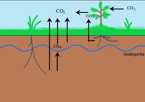 Kuva 1. Hiilidioksidivaihto suoekosysteemissä. Autotrofiset kasvit sitovat yhteytyksessään hiilidioksidia ilmasta biomassaansa.