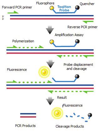 PCR:n etualuke Fluoresoiva aine TaqMankoetin Sammuttaja Monistetut kohteet tunnistetaan reaaliaikaisesti hydrolyysikoettimien avulla eli TaqMan -tekniikalla, jossa käytetään amplikonikohtaisia