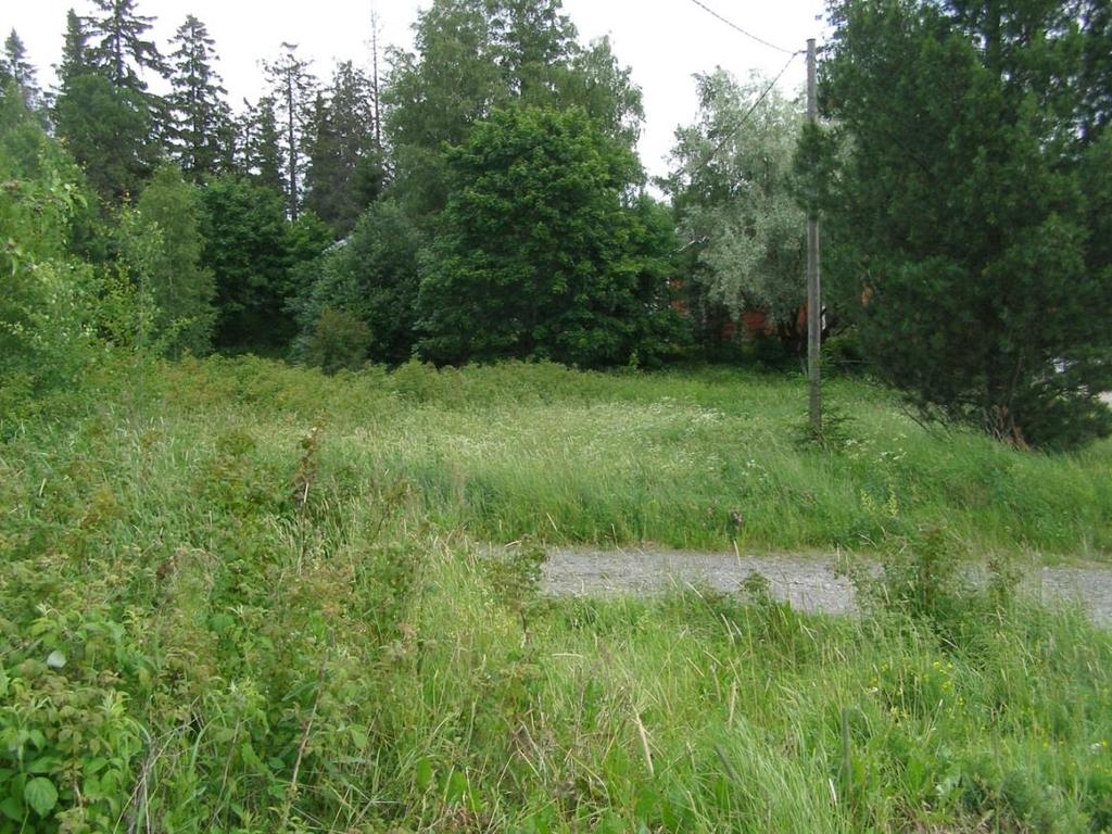 KUVA 3: Asemapäällikön talon villiintynyttä pihaa Asema-alueen länsipäässä sijaitsee entinen asemapäällikön talon rakennuspaikka.