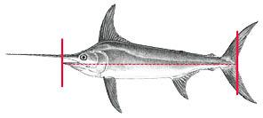 Kuva 8 Kuningaskotilo (Buccinum spp.