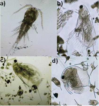 Kuva 3. Kuvia Alajärvellä esiintyvästä eläinplanktonista: a) Cyclopoida-lahkon hankajalkainen, b) Diaphanosoma-vesikirppu, c) Daphnia-vesikirppu ja d) Bosmina-vesikirppu.
