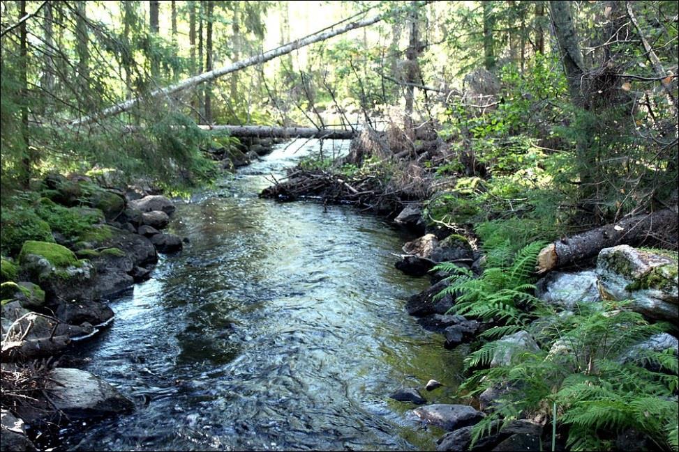 Joutsijoki Koekalastusten ajankohta oli elokuun puoliväli.