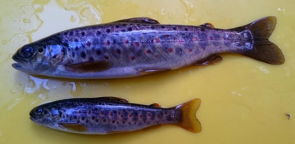 Tulokset Koekalastussaalis koostui yhteensä 11 kalalajista. Kaloja saatiin yhteensä 1308 kappaletta.