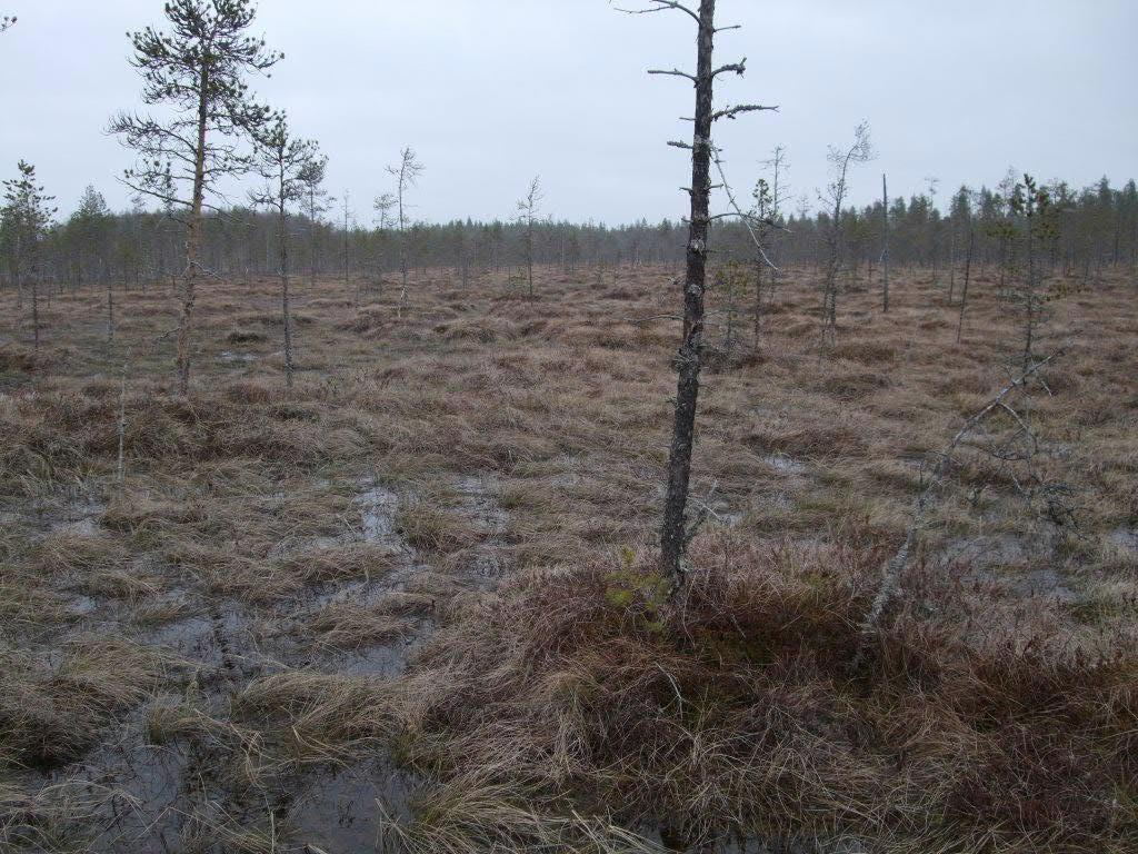 Reittilinjaus sijoittuu Lamminahontien varteen, joten ympäristössä korostuu tien läheisyys ja osa johtoalueen reunavyöhykkeestä menee tiealueen reunavyöhykkeen kanssa päällekkäin.