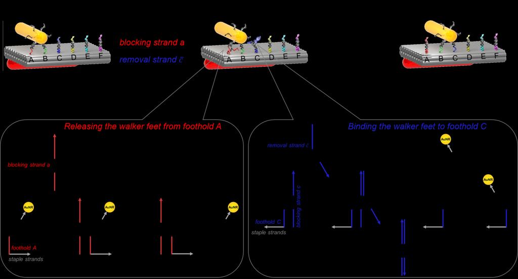 Supplementary Figure 1 Schematic illustration of the walking process from station I to station II.