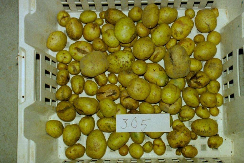 Seittirupinen