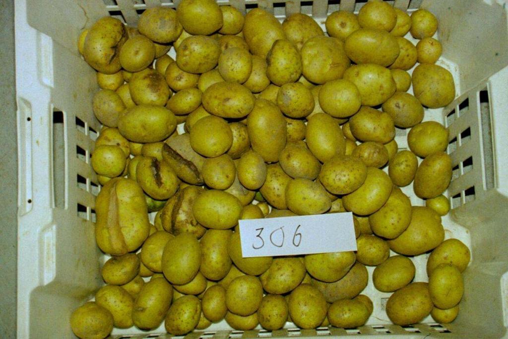 Seittirupinen