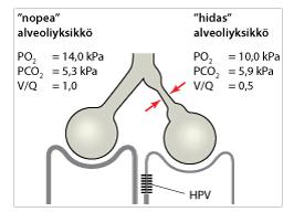 Hypoksinen pulmonaalinen va