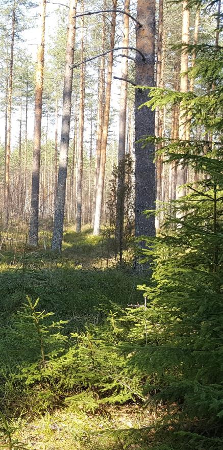 Luonto ja kulttuuriympäristö Tiedossa olevat luontoarvot, eli liito-oravan elinalueet on merkitty kaavaluonnokseen (luo) luontotiedot päivitetään laadittavan luontoselvityksen tulosten mukaan