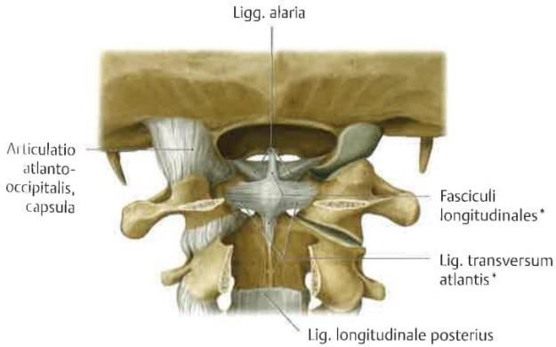 Nikamat niveltyvät toisiinsa fasettinivelillä, jotka ovat nivelhaarakkeiden päässä.
