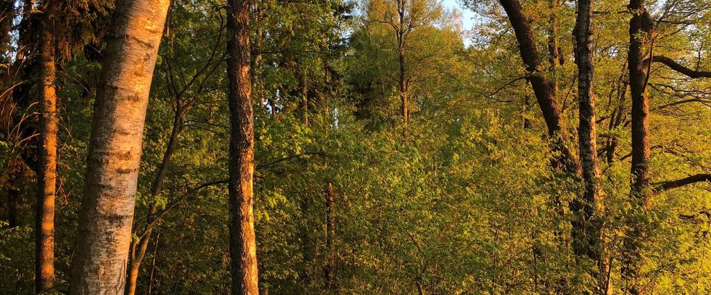 Metsäsuhde on elävää