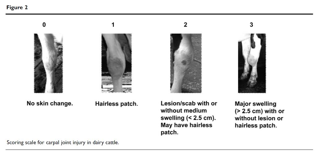 lievempiin ihovaurioihin verrattuna turpeeseen 70 Tarsal joints Propotion