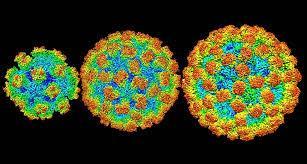 Norovirus Norovirus on Suomessa yleisin äkillisten suolistoinfektioiden aiheuttaja, joka tarttuu ja leviää helposti Tartunnanaiheuttaja eristetään jos