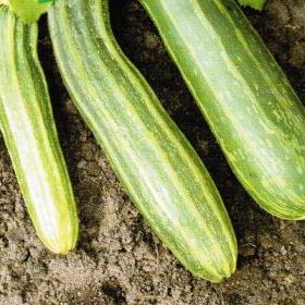 Määrä 5g/25 Striato d'italia Tuotekoodi: 119551 15s 3,60 Kivakurkku Kiwano Tuotekoodi: 116851 4s 4,90 Gran Gigante Tuotekoodi: