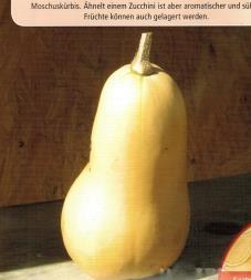 Oranssinpunainen hedelmäliha, kastanjan makuinen kooltaan noin 1,5 kg.