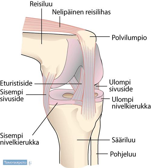 10 Kuva 2. Polven rakenne sivulta ja edestä (Terveyskirjasto 2012) Nivelkierukat eli meniskit (kuva 2) ovat C-kirjaimen mallisia ja ne kiinnittyvät päistään sääriluuhun ja reunoiltaan nivelpussiin.