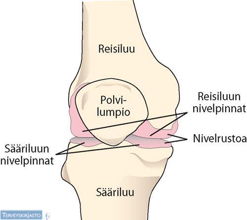 Polviniveltä liikuttaessa nivelkierukat liikkuvat hieman ja muuttavat muotoaan liikkeen mukana. (Nienstedt ym. 2014, 131; Saaresvaara-Virtanen & Ojala 2000, 278.