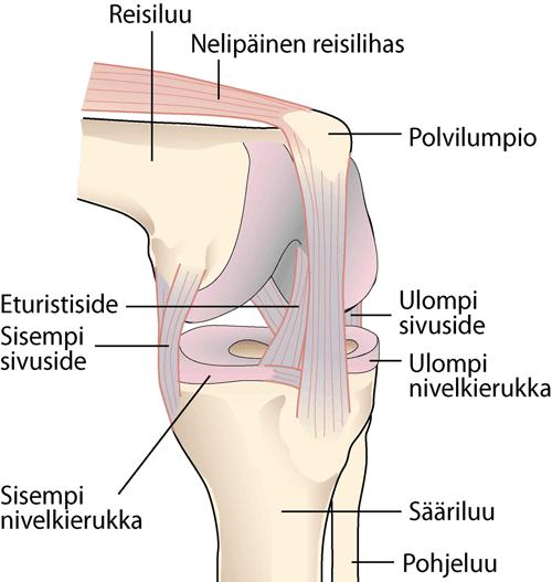 Polven rakenne ja toiminta Polvinivel (kuva 1) sijaitsee reisiluun ja sääriluun välissä, ja siitä voidaan erottaa kaksi erillistä nivelpintaa.