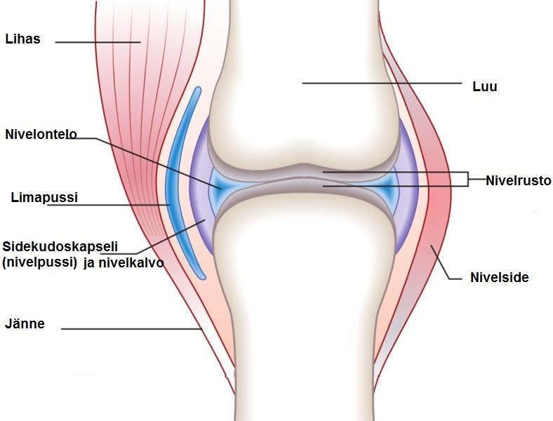 8 nen nivelistä sijaitsee polvilumpion ja reisiluun välissä, joka on nimeltään patellafemoraalinen nivel. Polven stabiliteetista huolehtivat sivusiteet, nivelsiteet sekä polvea ympäröivät lihakset.