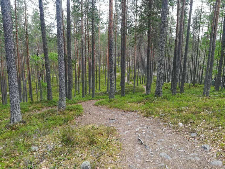 Maisema miellyttää Oulujärvellä Vastaajat olivat tyytyväisimpiä maiseman vaihteluun Oulujärven retkeilyalueella (4,4).