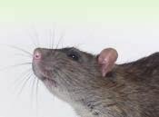 Hygienia ja desinfiointi Tehokkaaseen hiirien ja rottien torjuntaan!