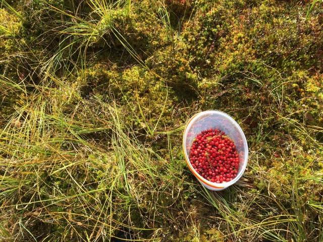 Karpaloretkiä järjestettiin kaksi kappaletta (14. ja 23.