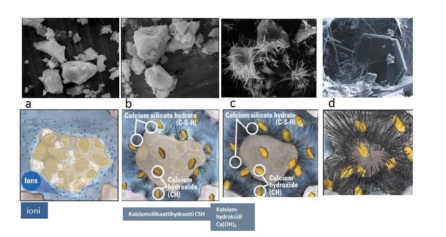 Sementin reaktiot veden kanssa ensin aluminaattiyhdisteet (kipsi)