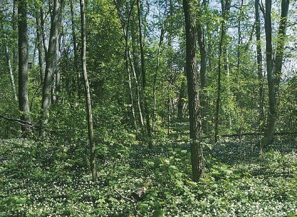 Espoonlahti, Espoo. Kuva: Terhi Ryttäri runsasravinteisissa lehdoissa.