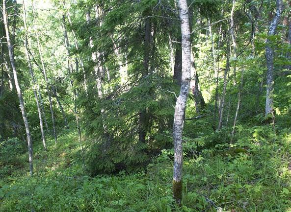 taulukko 5.17). Luontotyyppi arvioitiin koko maassa ja osa-alueilla silmälläpidettäväksi viimeisen 50 vuoden aikana tapahtuneen laadun heikkenemisen vuoksi (CD1: NT).