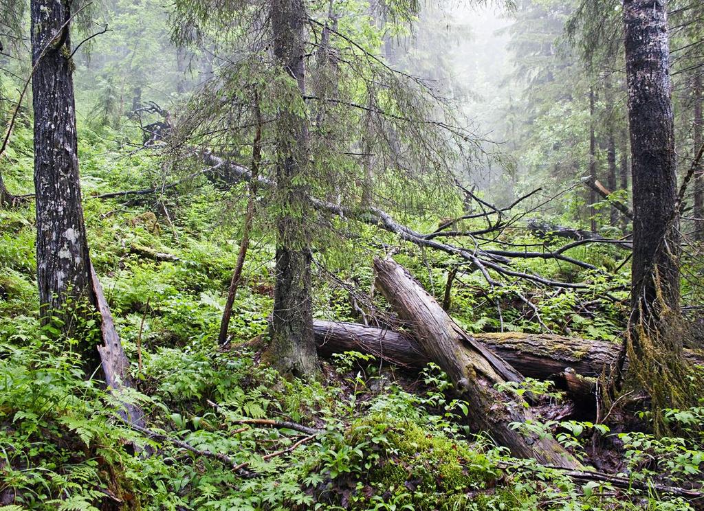 kookkaiden puiden väheneminen (Mv 2), maanmuokkaus (M 1), ojitukset, myös esiintymien ulkopuolisten ojitusten kuivattava vaikutus (Oj 1), luontaisen sukkession väheneminen (Mk 1), rakennukset ja tiet