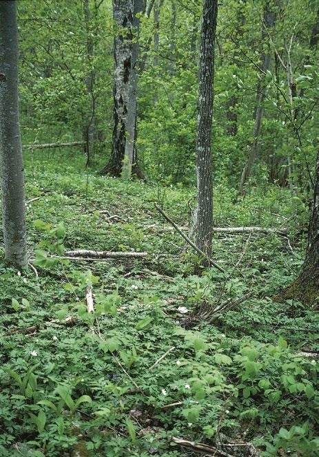 ihmisvaikutuksen vuoksi. Historiallisen eli vuodesta 1750 tapahtuneen laatumuutoksen suuruutta ei pystytty arvioimaan (CD3: DD). Tuoreet lehdot on otettu laajasti metsätalouskäyttöön.