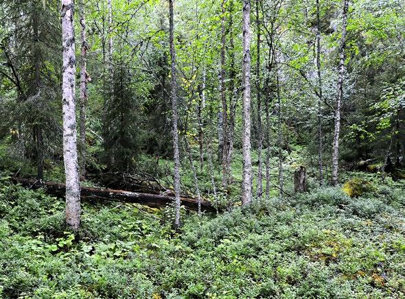 Oulangan kansallispuisto, Kuusamo. Kuva: Seppo Tuominen määrä on kymmeniä kuutiometrejä hehtaarilla.