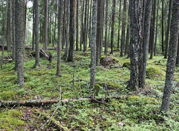 Arvio kuolleen puun määrästä 1750-luvulla perustuu kasvupaikan määräämään tuottokykyyn ja lahoamismalleihin.