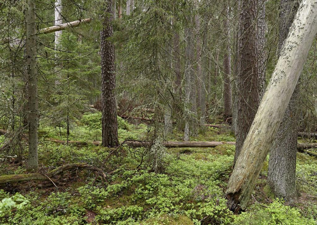 Kenttäkerroksessa ovat vallitsevina varvut, etenkin mustikka (Vaccinium myrtillus), puolukka (V.