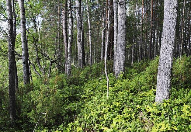 Oulangan kansallispuisto, Kuusamo. Kuva: Seppo Tuominen (Picea abies), mäntyä (Pinus sylvestris), leppiä (Alnus spp.), raitaa (Salix caprea), pihlajaa (Sorbus aucuparia) ja lehtotuomea (Prunus padus).