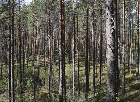 Rokansaari, Puumala. Kuva: Markku Heinonen sammalen (Hylocomium splendens), kynsisammalien (Dicranum spp.) ja jäkälälaikkujen kanssa muodostaa yhtenäisen peitteen.