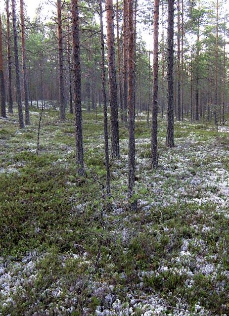 Kalajoki. Kuva: Markku Heinonen Humuskerros on ohut ja heikosti maatunut (ph noin 3,7).