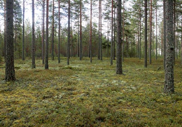 elävän puuston määrästä (% kokonaistilavuudesta; vain kriteerissä D1). Jokaiselle muuttujalle laskettiin muutoksen suhteellinen vakavuus ja annettiin tätä vastaava uhanalaisuusluokka.