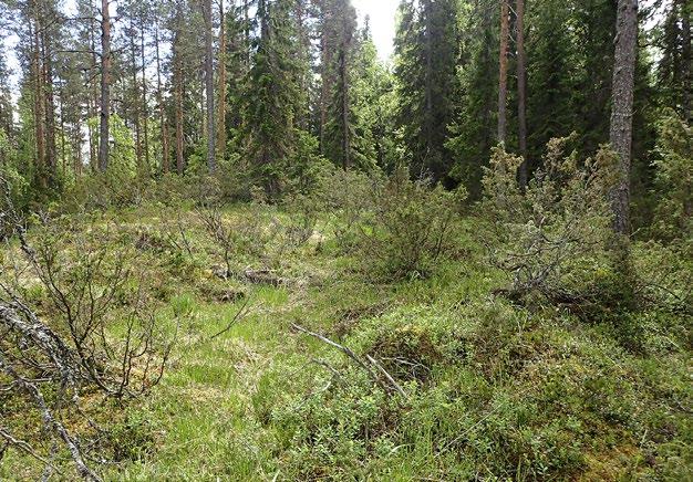 M3.05 Serpentiinivaikutteisen maapohjan metsät maassa ja osa-alueilla (A1 & A2a: LC).