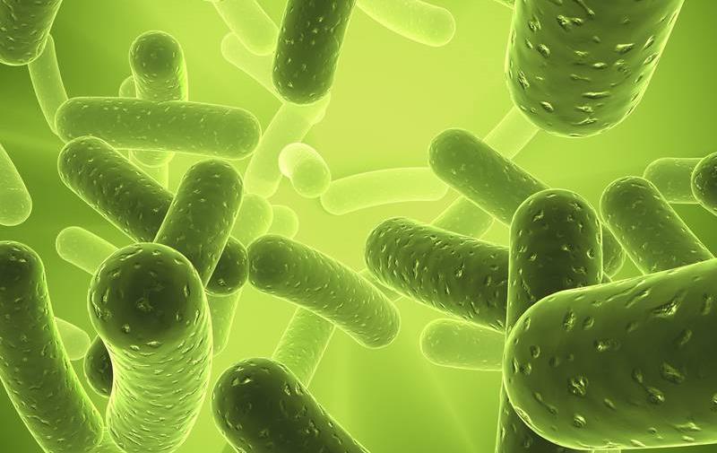 E. coli -PCR menetelmä Menetelmän tarkoitus Tarvikkeet ja reagenssit Näytteiden