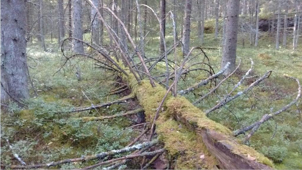 2.6 Tarkentavat lisätiedot Puukauppakohteen lisätietoihin kootaan metsänomistajan toiveet ja näkemykset puunkorjuun toteutuksesta ja mahdollisista reunaehdoista.