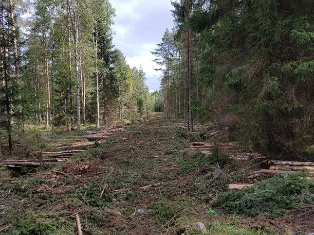Kuva 2. Hyvällä ennakkosuunnittelulla voidaan lisätä kesäaikaiseen korjuuseen soveltuvien kohteiden määrää.